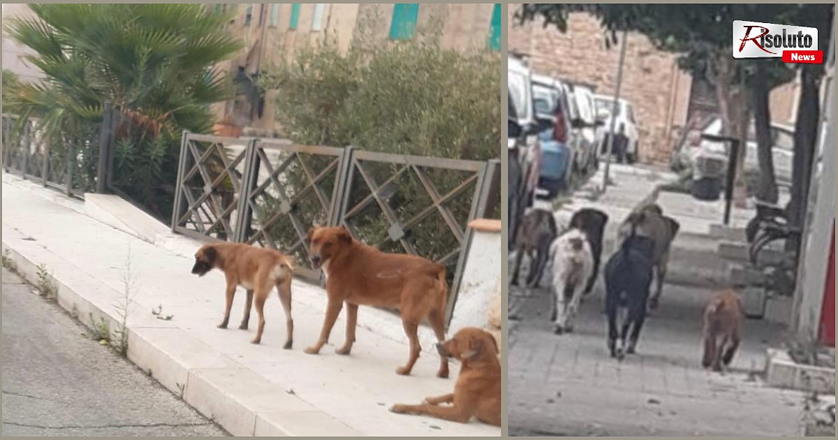Buongiorno dal viale della Vittoria a Sciacca con 9 cani randagi