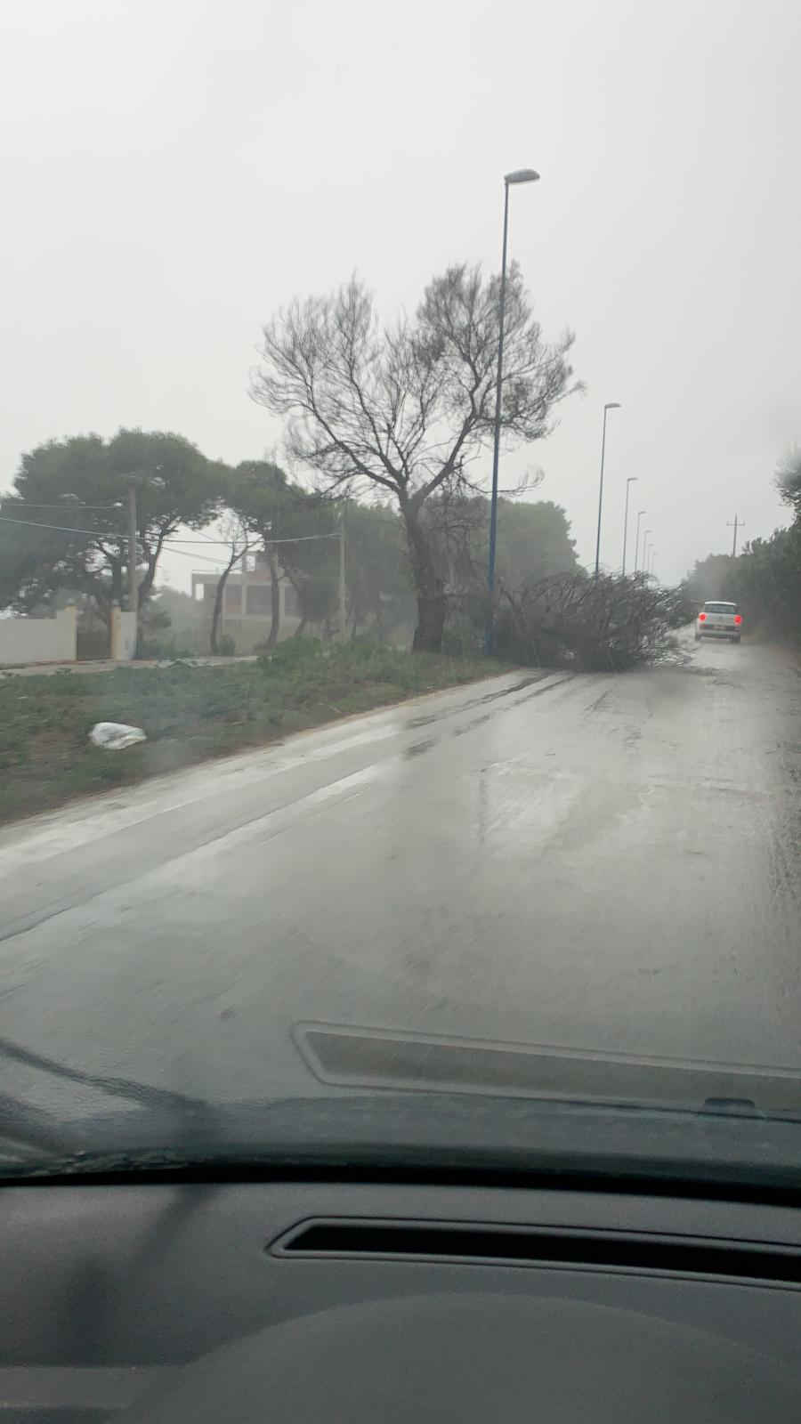 Cade albero sulla carreggiata sulla strada per contrada San Marco-Maragani