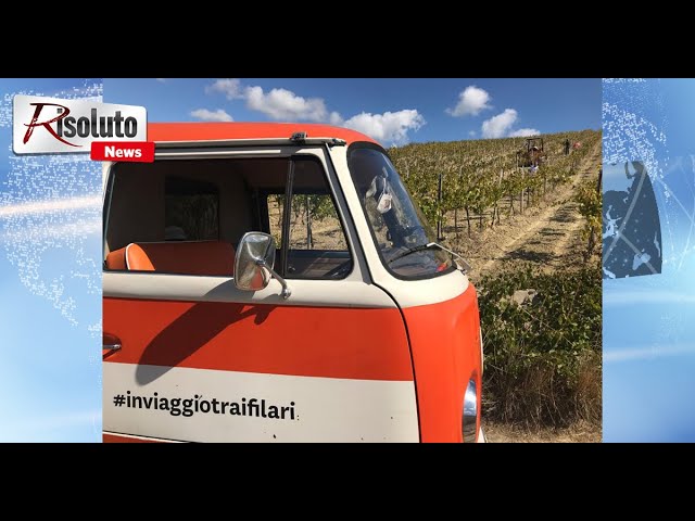 In Viaggio tra i Filari, un tour tra le vigne della Sicilia occidentale
