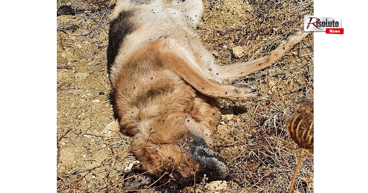 Cane ucciso e gettato in un fosso nella contrada Cavarretto di Menfi, gli animalisti: "E' una barbarie"