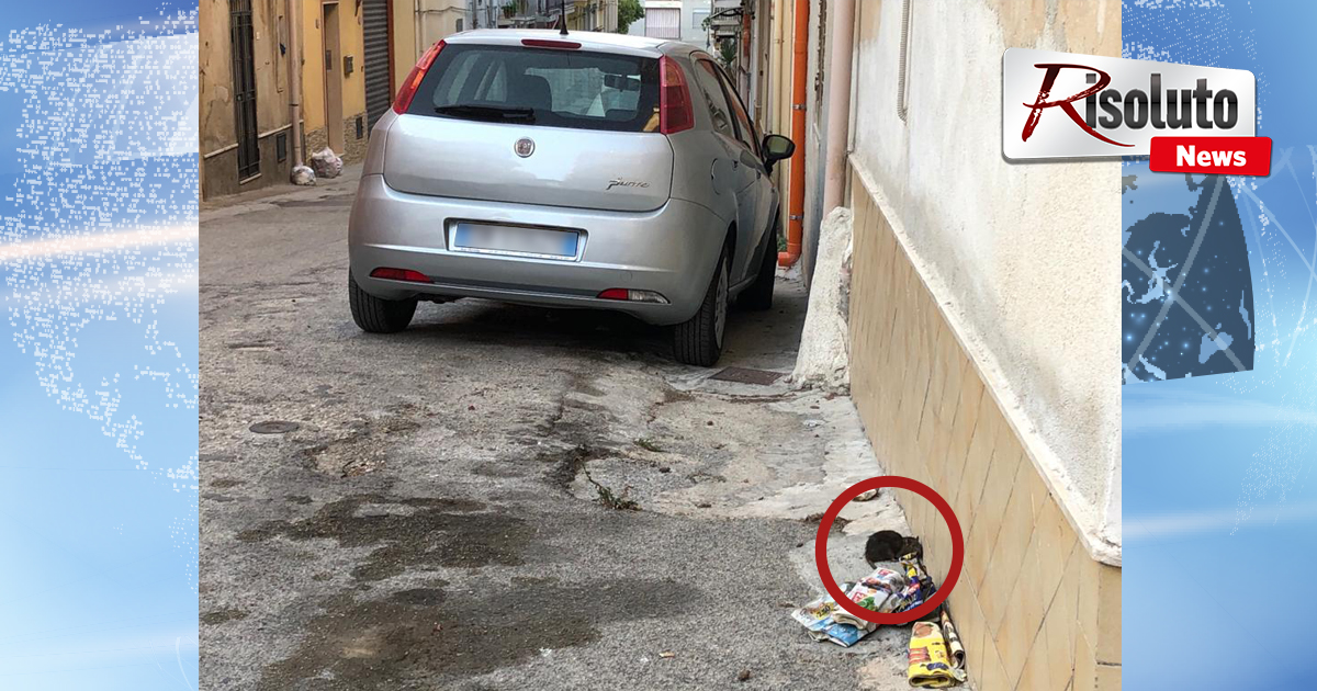 Topi nella via Palermo a Sciacca, preoccupati i residenti