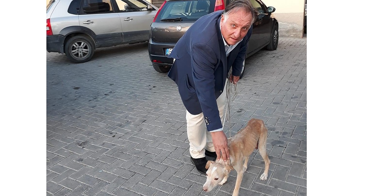 Un cane randagio si ferisce a Burgio e il Comune lo fa curare e lo adotta