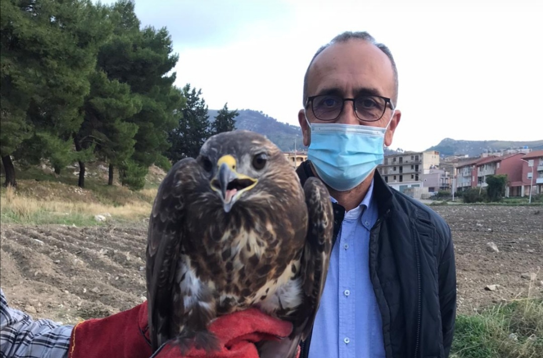 Cattolica Eraclea, liberata una Poiana grazie alla segnalazione di alcuni ragazzi