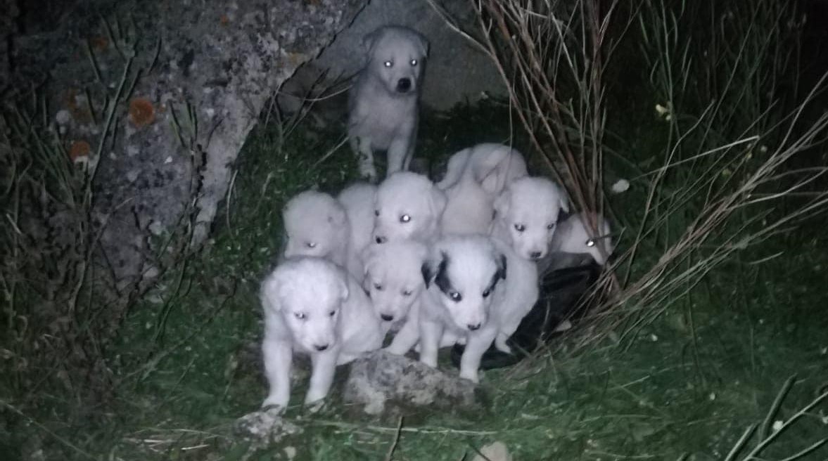 Altri 10 cuccioli abbandonati a Santa Margherita Belice, Calasanzio: "Non si fermano mai"