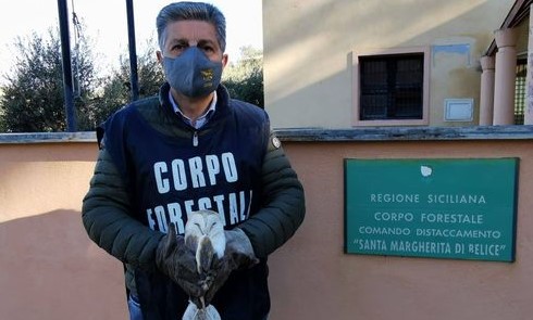Barbagianni ferito consegnato al Distaccamento Forestale di Santa Margherita Belice