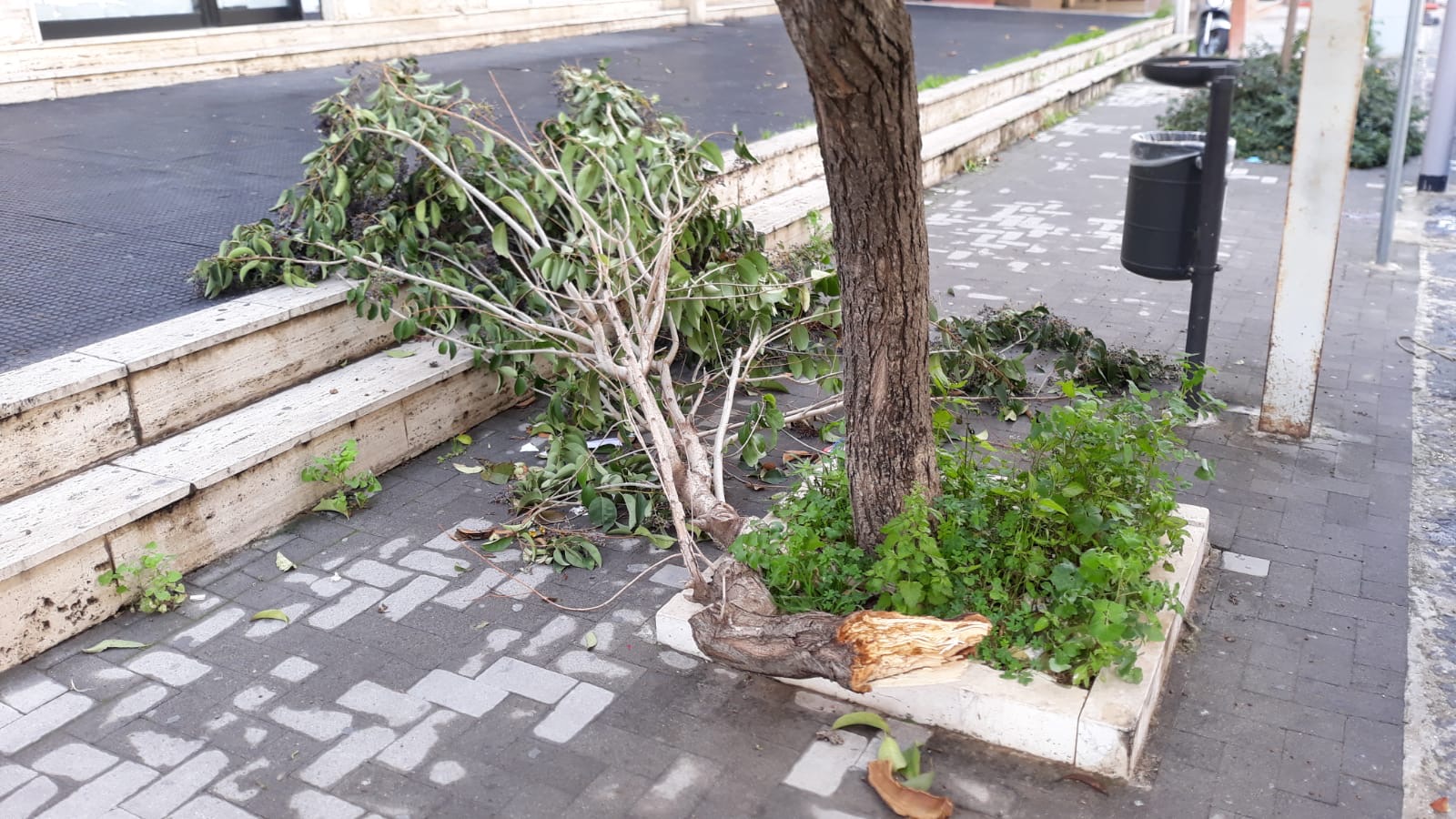 Il ramo di un albero invade il marciapiede da una settimana nella via Cappuccini di Sciacca