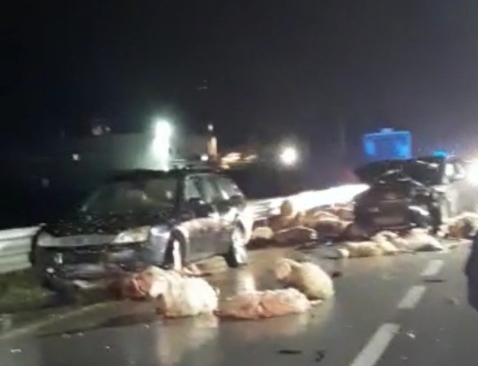 Due auto contro un gregge sulla statale, morte cinquanta pecore