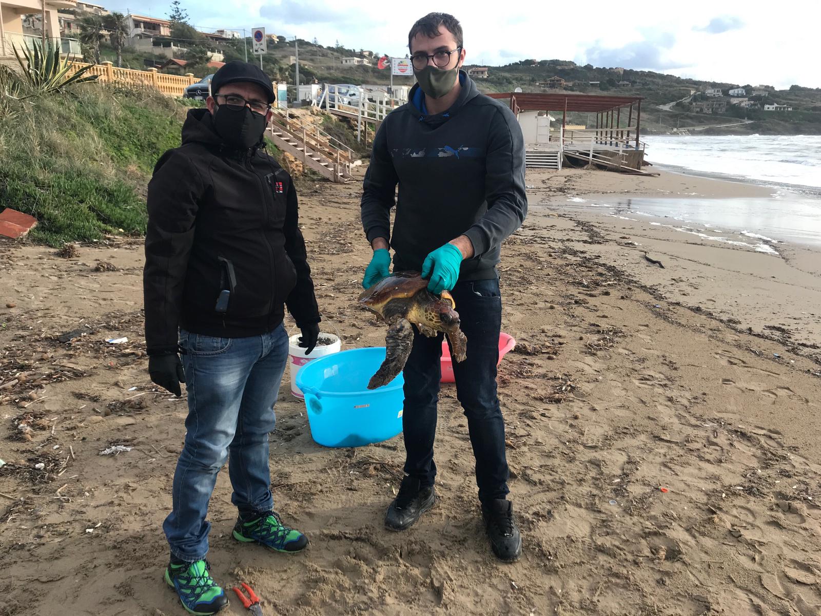 Tartaruga ferita si spiaggia a San Marco, trasportata al Centro di Recupero di Cattolica Eraclea