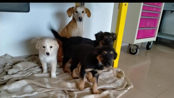 Abbandono di cuccioli a Sciacca, altri 8 nella giornata di ieri