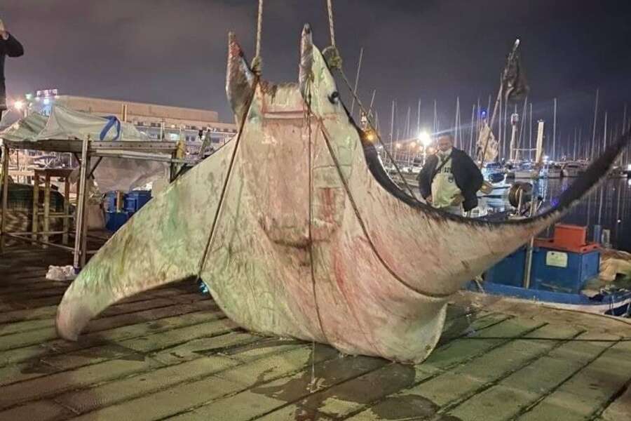 Diavolo di mare da 4 quintali e mezzo nel porticciolo della Cala di Palermo, intervento dei vigili del fuoco