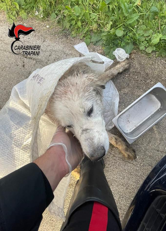 Cane aggredito da randagi, intervengono i carabinieri di Alcamo