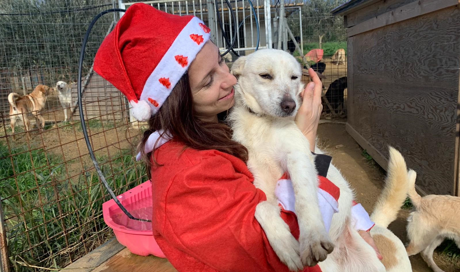 Nell'oasi di Santa Margherita Belice che ospita 80 cani arriva anche Babbo Natale