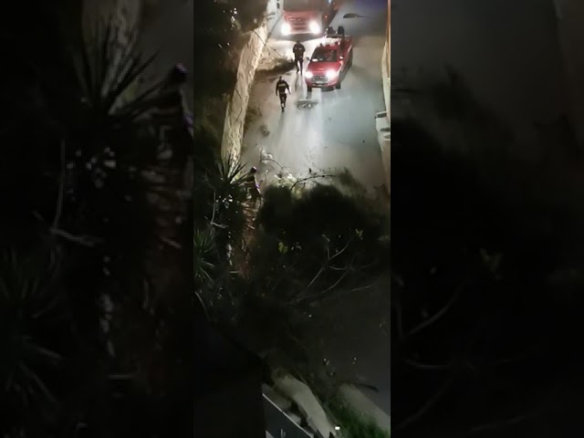 Cade un albero durante la notte nella via San Paolo a Sciacca, per fortuna nessun danno a persone