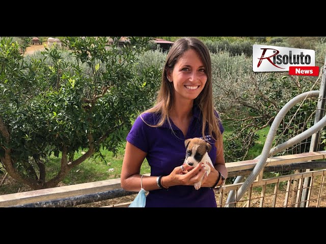 I danni della pandemia nella gestione dei cani, gli abbandoni ed i maltrattamenti (Intervista)