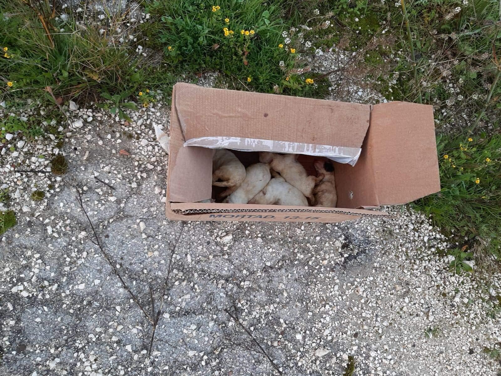 Santa Margherita di Belice, sei cuccioli appena nati abbandonati al freddo: uno è morto, gravi gli altri