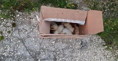 Santa Margherita di Belice, sei cuccioli appena nati abbandonati al freddo: uno è morto, gravi gli altri