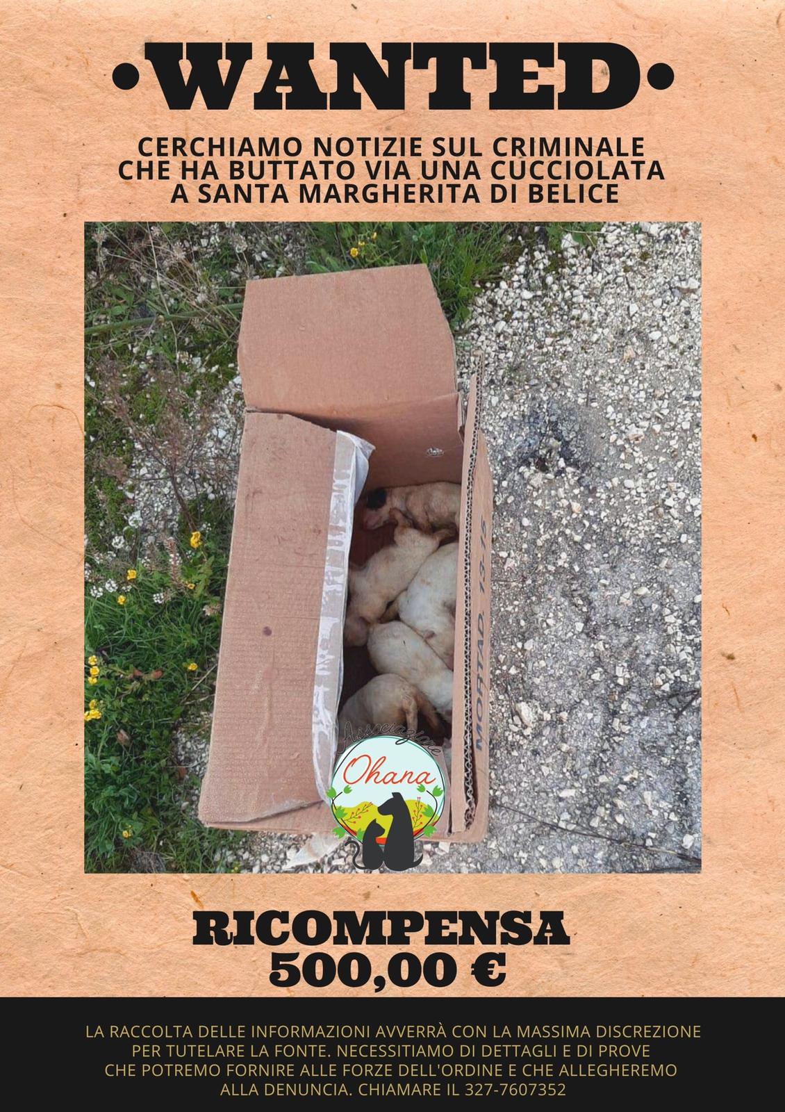 Santa Margherita Belice: cagnolini appena nati abbandonati per strada, taglia da 500 euro sul responsabile