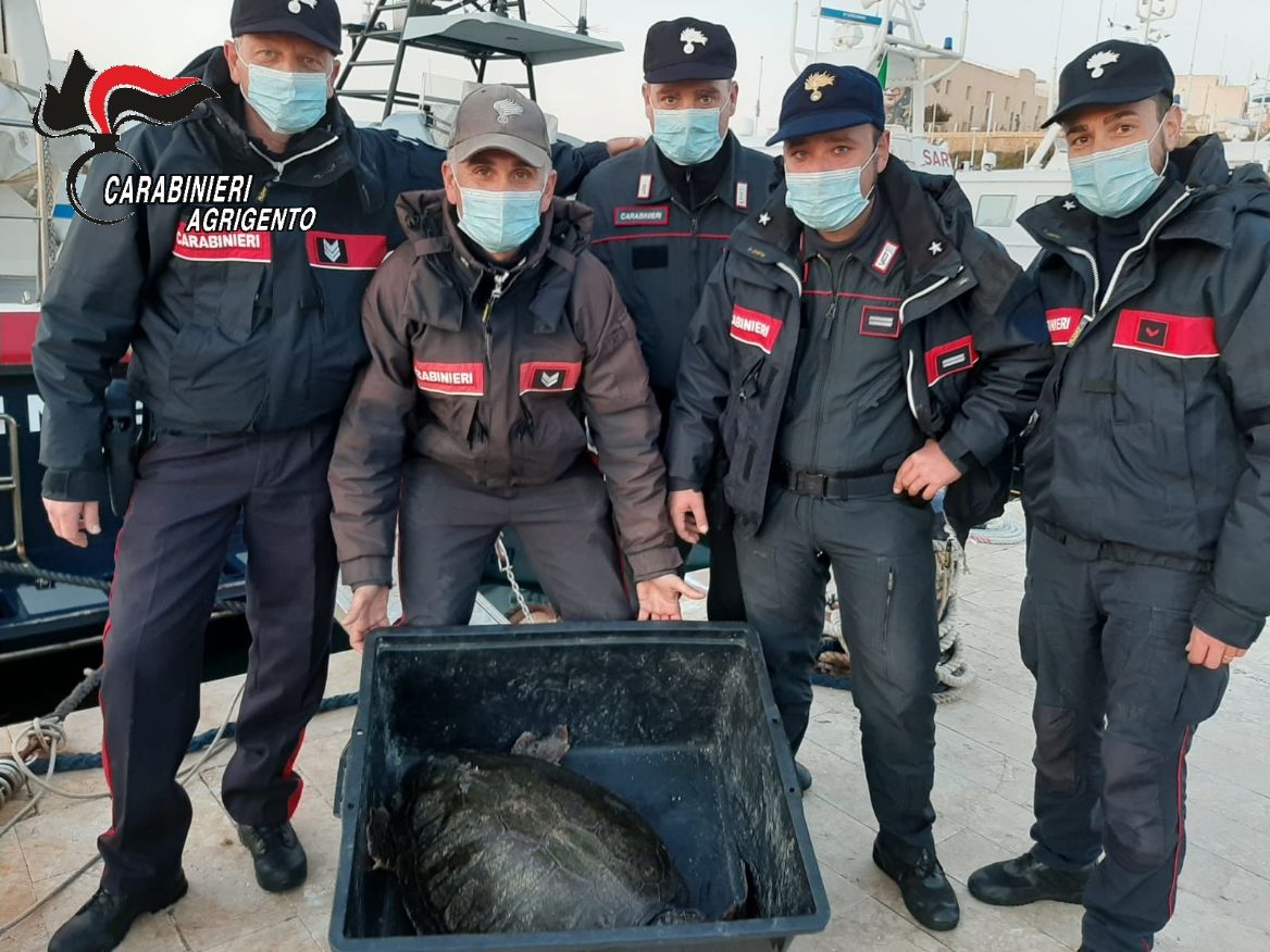 I carabinieri salvano una tartaruga "Caretta - Caretta" di 30 chili