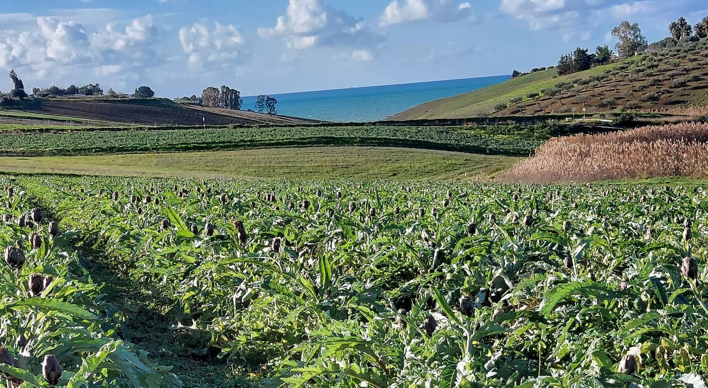 Slow Food Sciacca racconta il carciofo spinoso di Menfi (Mercoledì evento on line)