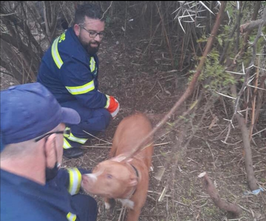 Sciacca, sei cuccioli liberati dai rovi in cui erano intrappolati