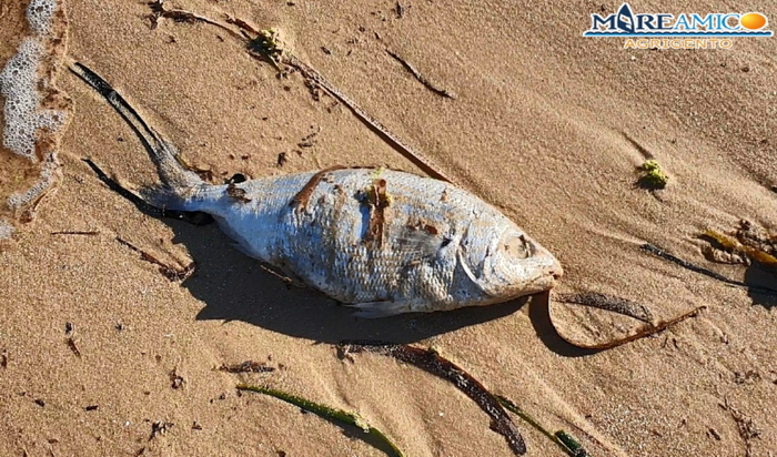 Decine di pesci morti sulla spiaggia di Realmonte, Mareamico denuncia il caso all'Asp