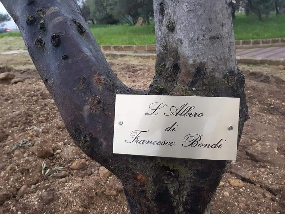 Ulivo in memoria di una delle prime vittime del Covid a Sciacca, la famiglia Bondi' lo dona al Comune di Sciacca