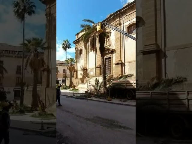 Colpita dal punteruolo rosso, sara' estirpata la palma di Corso Vittorio Emanuele a Sciacca