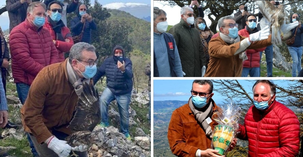 Liberazione di un'aquila reale e due poiane a Burgio
