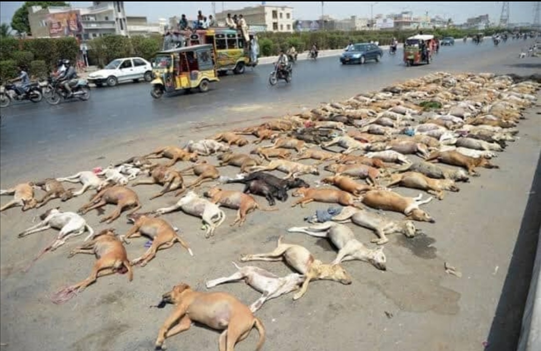Strage di cani in Pakistan, raccolta firme dall'Oasi Ohana di Santa Margherita Belice per far intervenire il governo italiano
