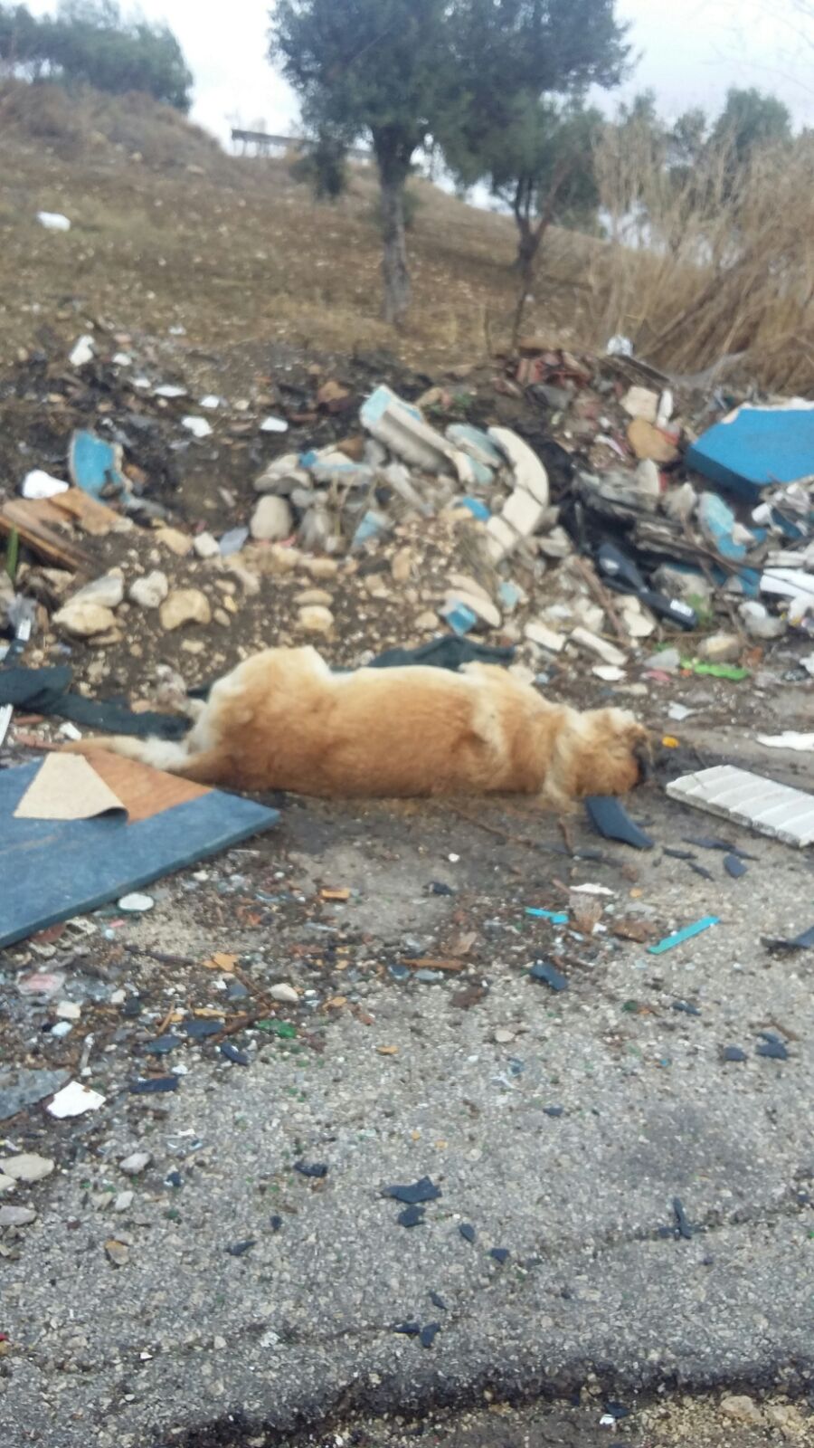 Cane avvelenato con metaldeide nella contrada Santa Maria a Sciacca