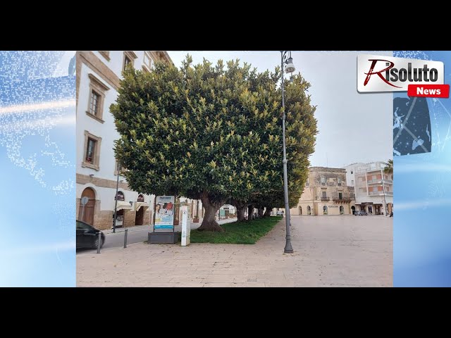 Potatura aggressiva sui ficus di piazza Scandaliato a Sciacca, il professor Bazan:"Andrebbe effettuata una manutenzione costante" ( Video)