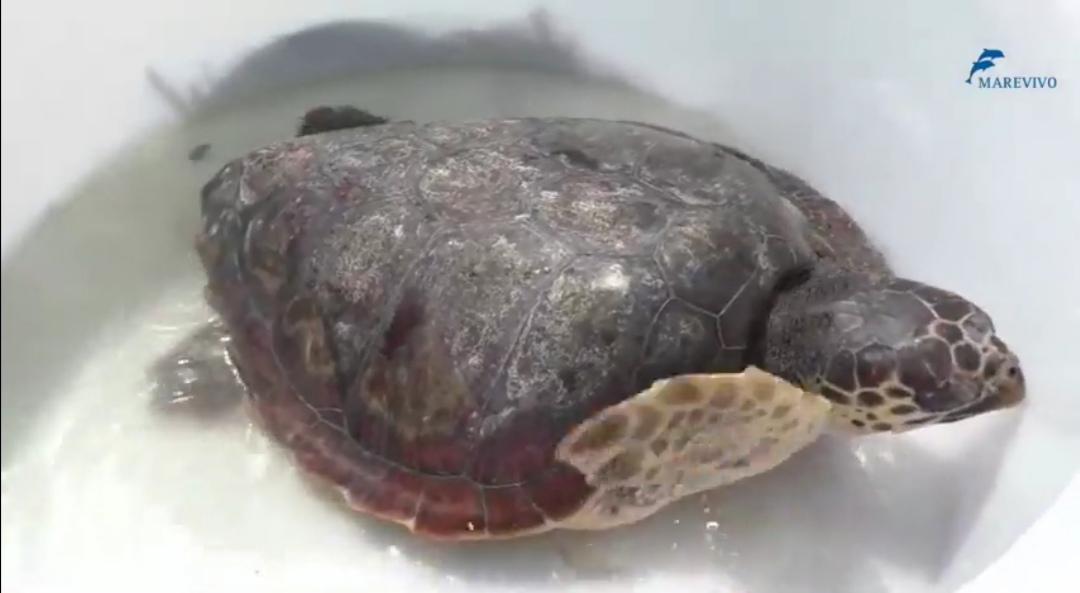 Marevivo libera a Sciacca due tartarughe Caretta caretta in occasione della Giornata Mondiale della Terra