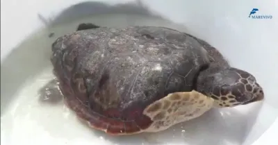 Marevivo libera a Sciacca due tartarughe Caretta caretta in occasione della Giornata Mondiale della Terra