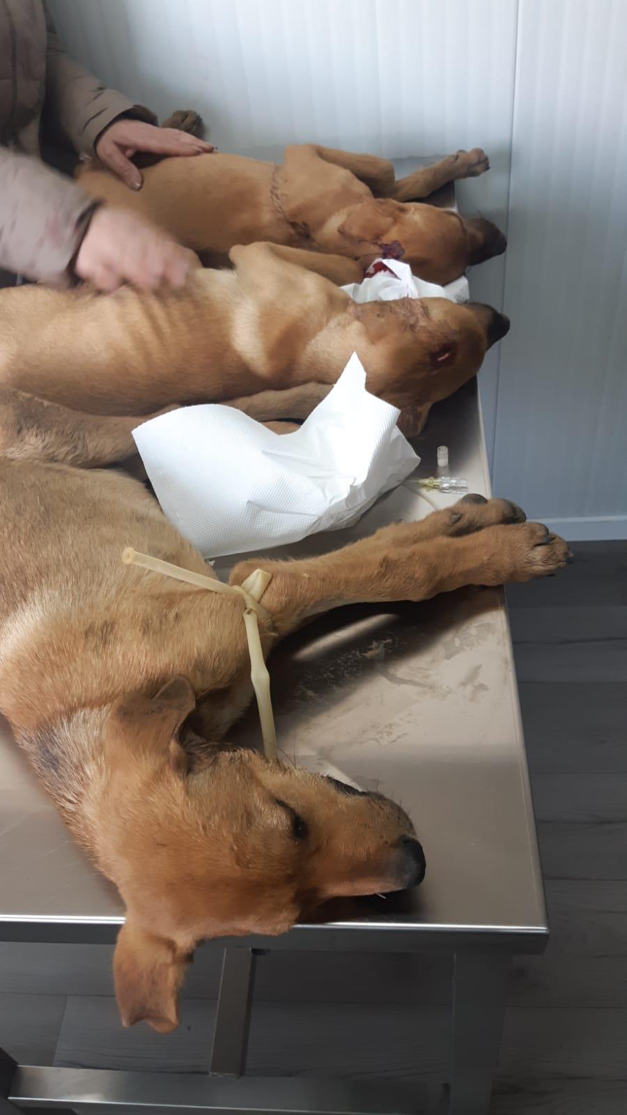 Cani presi a picconate a Butera, due sopravvissuti accolti all'Oasi Ohana di Santa Margherita (Video)
