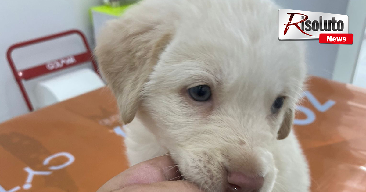 Violenza inaudita sugli animali, è cieca la cucciola lanciata da un'auto a Menfi