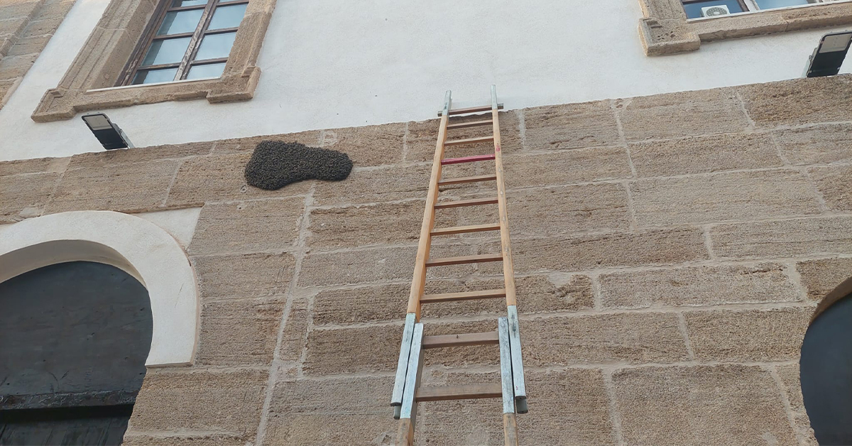 Al municipio di Sciacca arriva anche uno sciame di api, intervento dei vigili del fuoco (Video)
