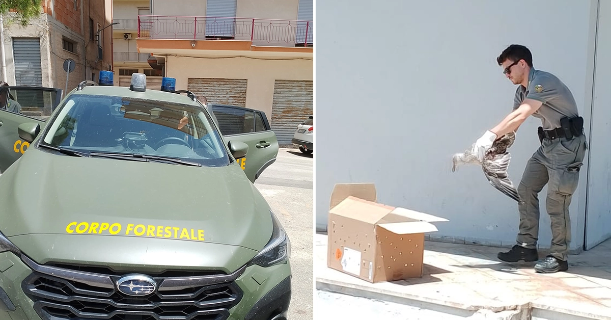 Gabbiano ferito davanti al plesso scolastico Catusi di Sciacca, interviene il Corpo Forestale