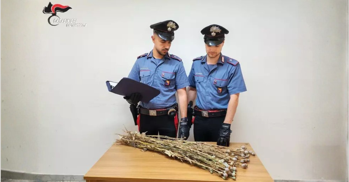 Papavero da oppio a Niscemi, sequestrate 720 piante