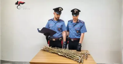 Papavero da oppio a Niscemi, sequestrate 720 piante