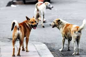 Sciacca, gara da oltre 360 mila euro per la gestione di cani e gatti randagi