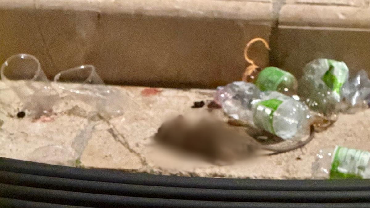 Sciacca, topo morto in via Roma tra bicchieri e bottiglie di plastica