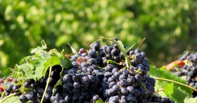 Crisi del vino in Sicilia, confronto tra Regione e cooperative: allo studio la distillazione di emergenza