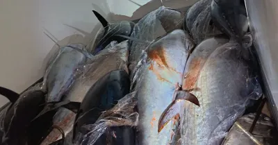 Sequestrate 14 tonnellate di tonno rosso, sanzioni per 160 mila euro a Catania