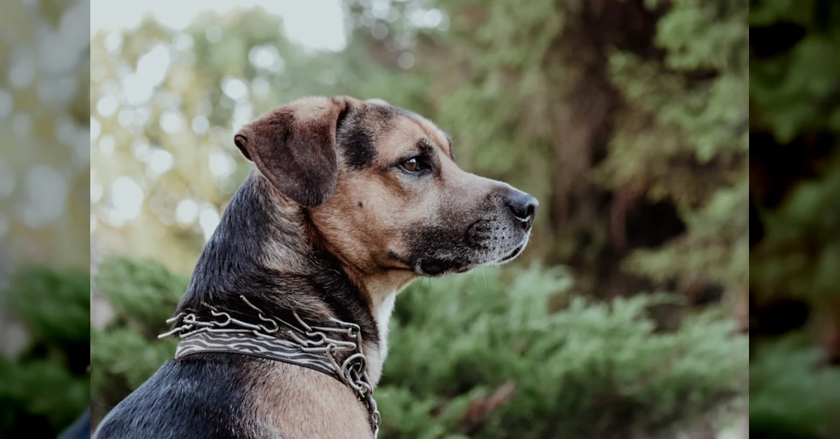Collari a strozzo e a punte vietati dall'UE, simbolo di una nuova era per il benessere animale in Italia