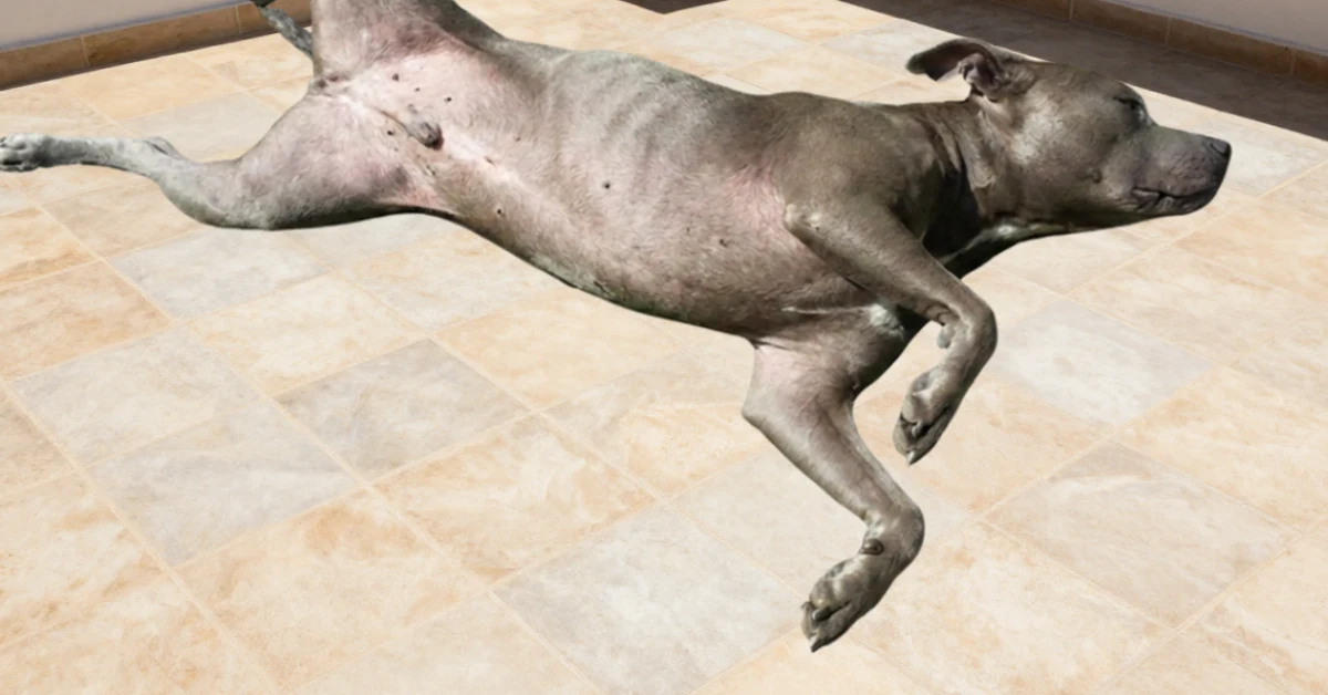 foto di pitbull denutrito su terrazza assolata