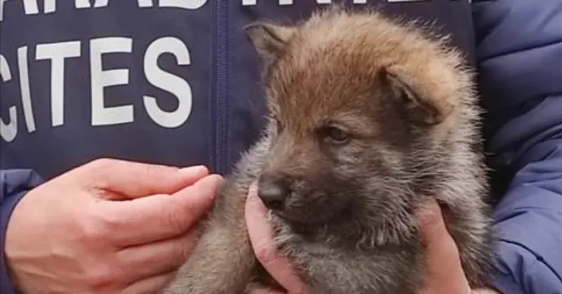 Oltre 100 cani sequestrati a San Giuseppe Jato: vivevano tra ,degrado e gravi carenze igieniche