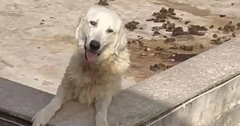 Sciacca, otto cani lasciati sotto il sole sul terrazzo: quattro cuccioli muoiono, proprietario denunciato