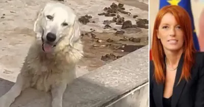 Quattro cuccioli morti sul terrazzo sotto il sole a Sciacca, Brambilla annuncia parte civile nel processo