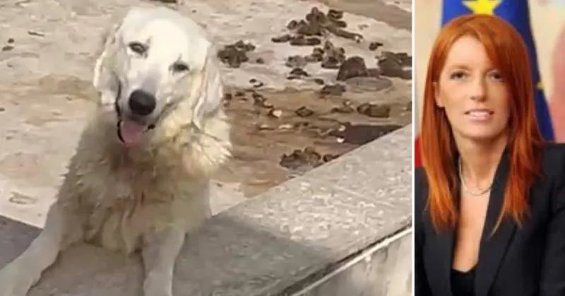 Quattro cuccioli morti sul terrazzo sotto il sole a Sciacca, Brambilla annuncia parte civile nel processo