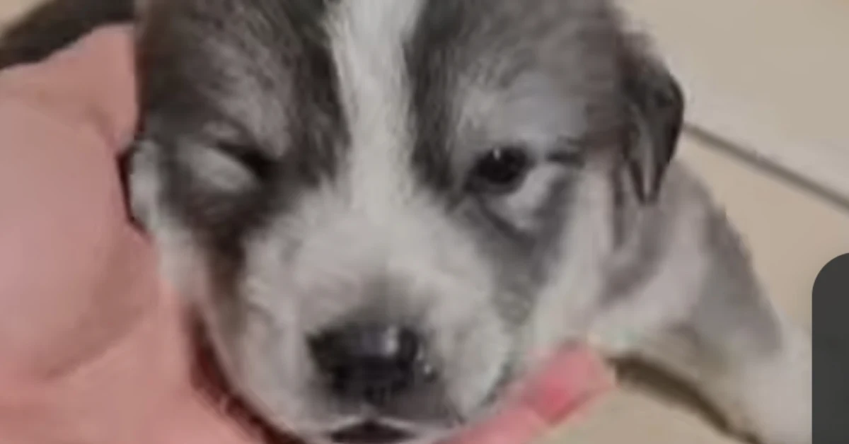 Cuccioli e mamma cane salvati dal terrazzo a Sciacca, accuditi in clinica veterinaria